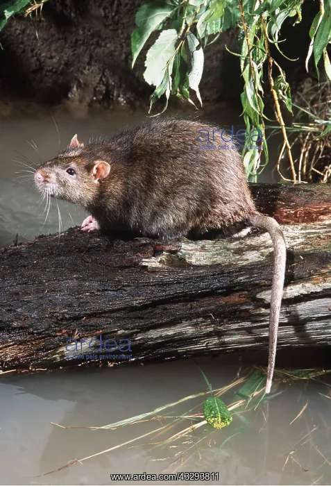 : BROWN / COMMON / NORWAY RAT - on log in river : BROWN / COMMON / NORWAY RAT - on log in river