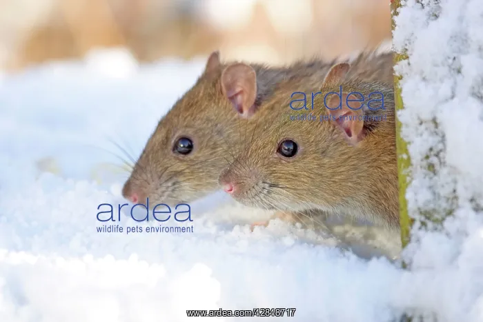 : Two Brown / Common / Norway Rat - Looking out : Two Brown / Common / Norway Rat - Looking out