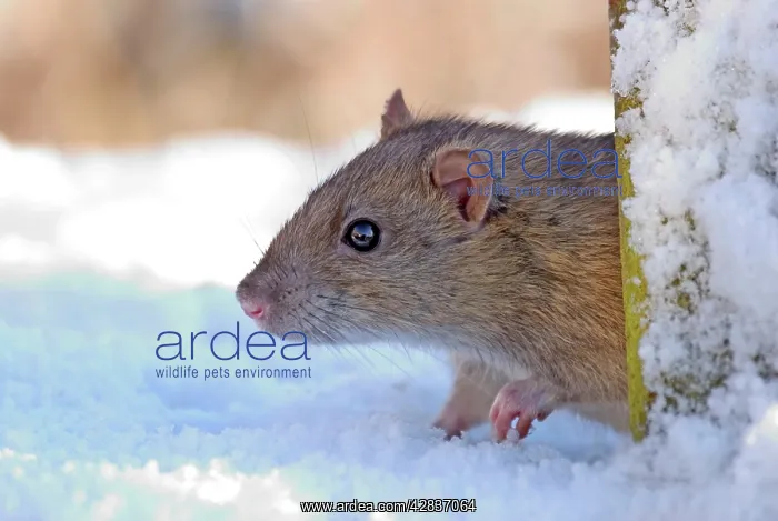: Brown / Common / Norway Rat - in Snow : Brown / Common / Norway Rat - in Snow