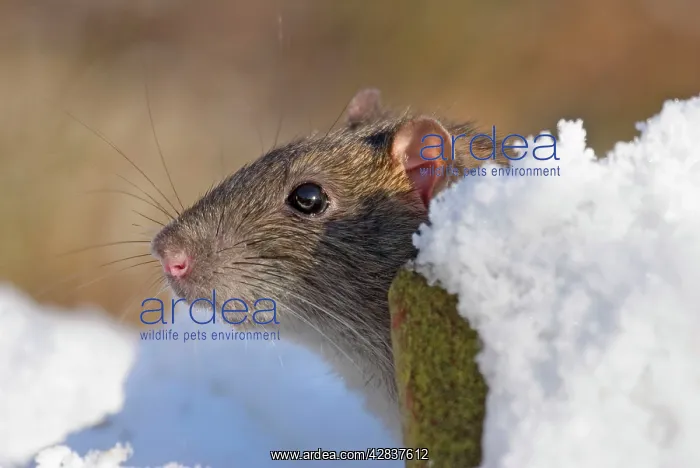 : Brown / Common / Norway Rat - in Snow : Brown / Common / Norway Rat - in Snow