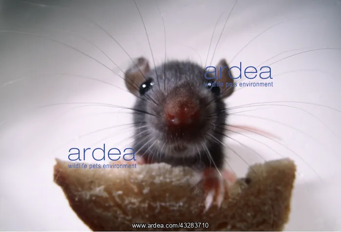 : BROWN / COMMON / NORWAY RAT- Front view of young : BROWN / COMMON / NORWAY RAT- Front view of young