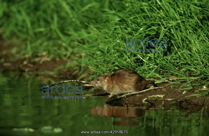 : BROWN / COMMON / NORWAY RAT - by water edge on riverbank : BROWN / COMMON / NORWAY RAT - by water edge on riverbank