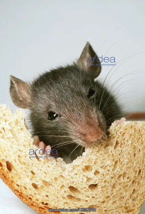 : BROWN / COMMON / NORWAY RAT - young eating bread : BROWN / COMMON / NORWAY RAT - young eating bread