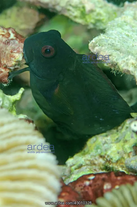 : Brown Coral Blenny in coral Wainilu dive site, Rinca : Brown Coral Blenny in coral Wainilu dive site, Rinca