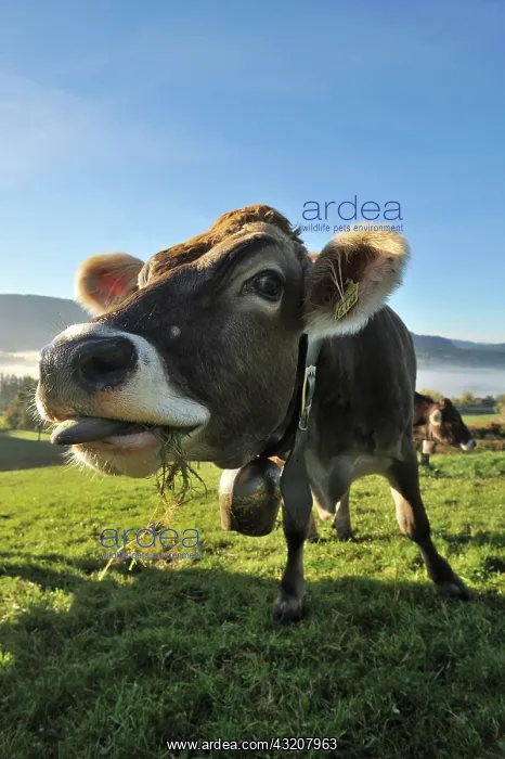 : Brown cow on pasture, Weitnau, Upper Allgaeu, Bavaria : Brown cow on pasture, Weitnau, Upper Allgaeu, Bavaria