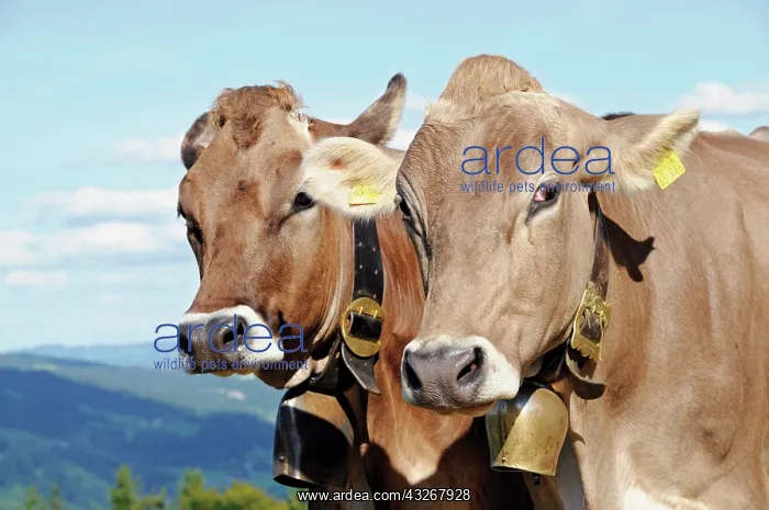 : Two brown cows, Oberstaufen on Huendle Mountain : Two brown cows, Oberstaufen on Huendle Mountain