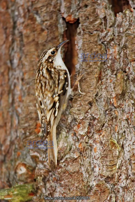  : Brown Creeper
