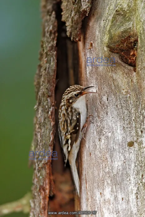  : Brown Creeper