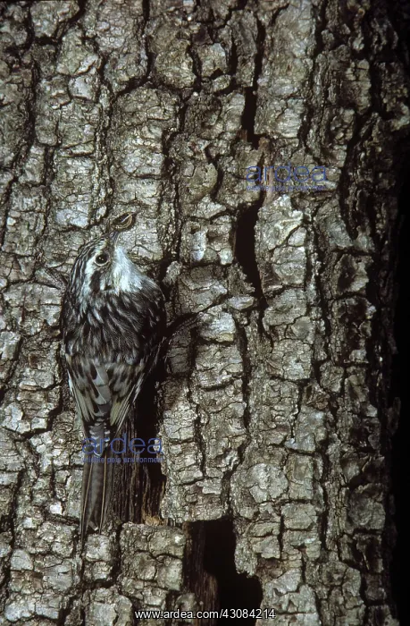 : Brown Creeper : Brown Creeper