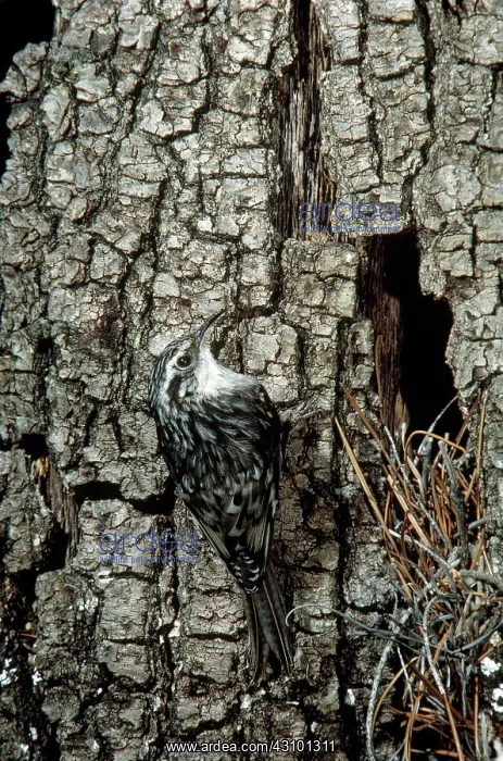 : Brown Creeper at nest in dead oak : Brown Creeper at nest in dead oak