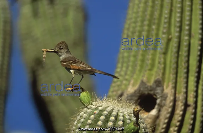  : Brown-crested Flycatcher
