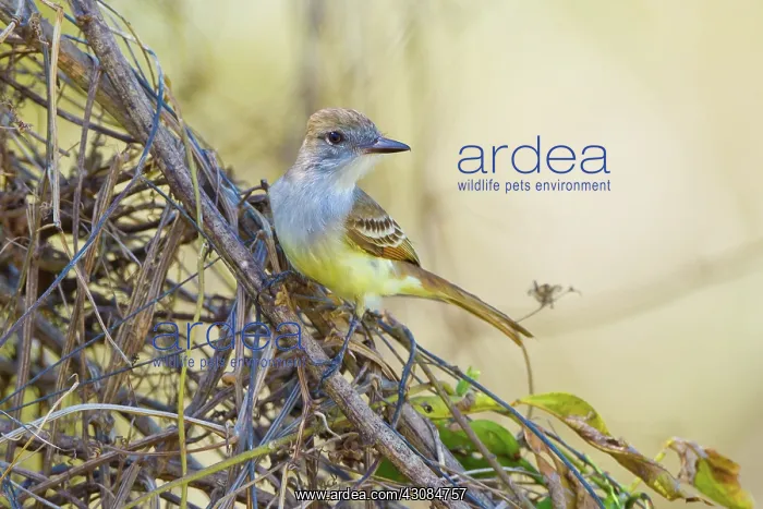 : Brown-crested Flycatcher : Brown-crested Flycatcher
