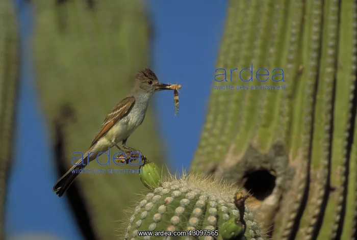 : Brown-Crested Flycatcher : Brown-Crested Flycatcher