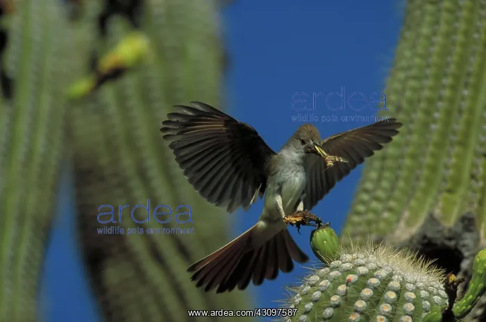 : Brown-Crested Flycatcher : Brown-Crested Flycatcher