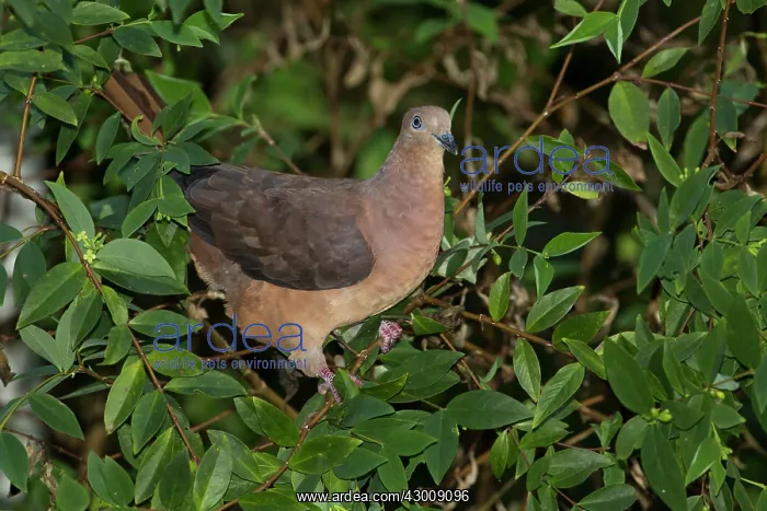 : Brown Cuckoo-dove : Brown Cuckoo-dove