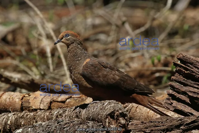 : Brown Cuckoo-Dove : Brown Cuckoo-Dove