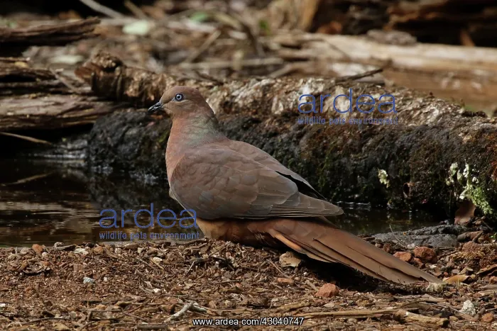  : Brown Cuckoo-Dove