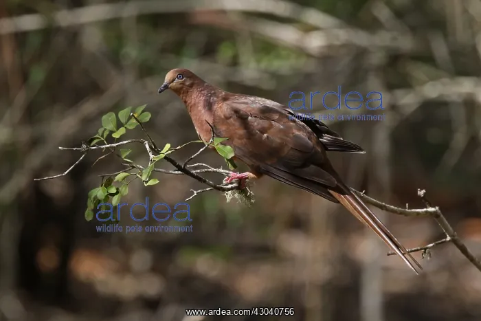  : Brown Cuckoo-Dove