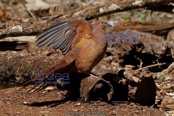 : Brown Cuckoo-Dove