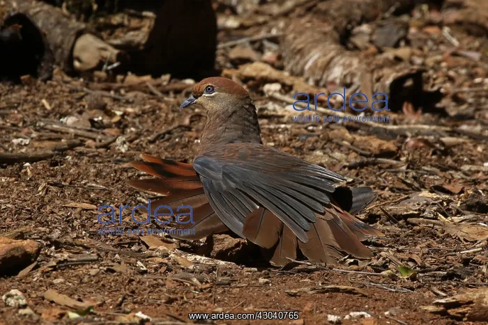 : Brown Cuckoo-Dove : Brown Cuckoo-Dove