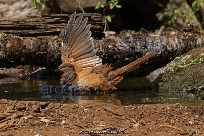  : Brown Cuckoo-Dove
