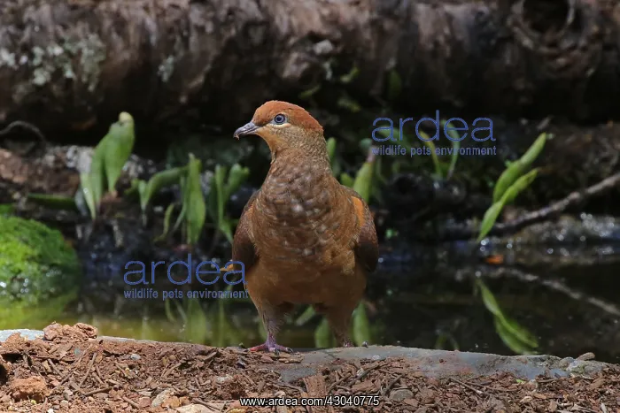  : Brown Cuckoo-Dove