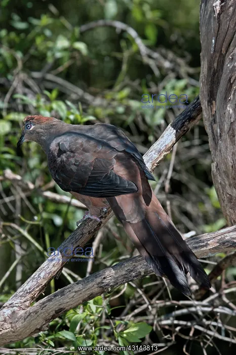 : Brown Cuckoo-dove : Brown Cuckoo-dove