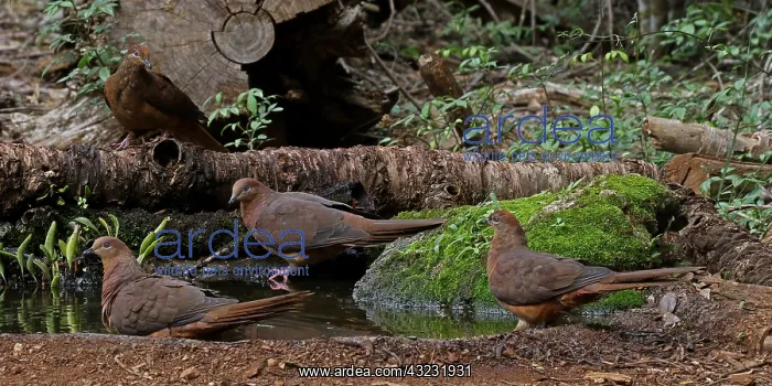 : Brown Cuckoo-Dove : Brown Cuckoo-Dove