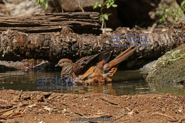 : Brown Cuckoo-Dove : Brown Cuckoo-Dove