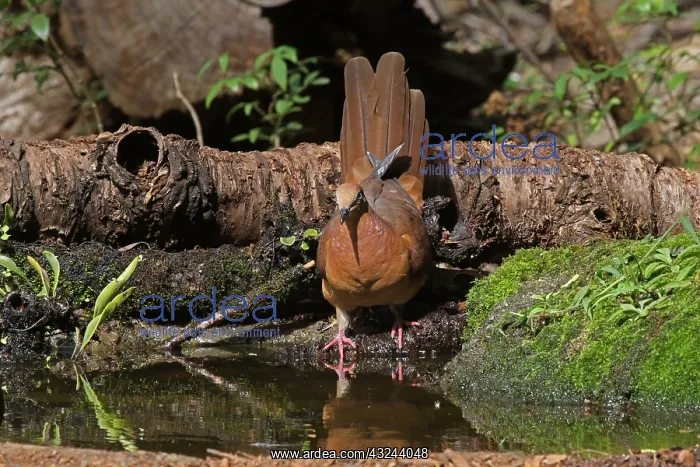: Brown Cuckoo-Dove : Brown Cuckoo-Dove