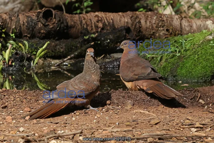 : Brown Cuckoo-Dove : Brown Cuckoo-Dove