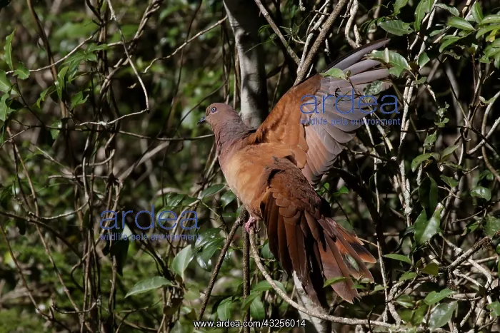 : Brown Cuckoo-Dove : Brown Cuckoo-Dove