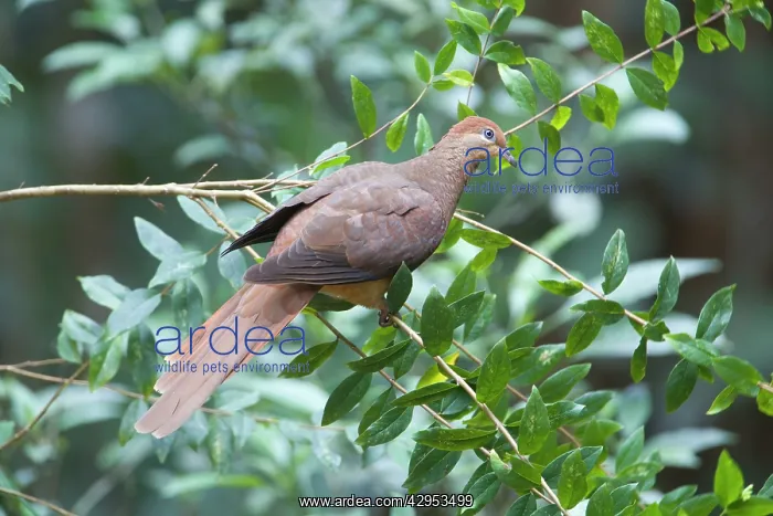 : Brown Cuckoo-Dove / Brown Pigeon / Pheasant Pigeon : Brown Cuckoo-Dove / Brown Pigeon / Pheasant Pigeon