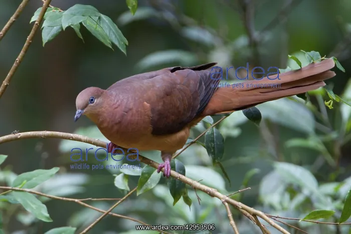 : Brown Cuckoo-Dove / Brown Pigeon / Pheasant Pigeon : Brown Cuckoo-Dove / Brown Pigeon / Pheasant Pigeon