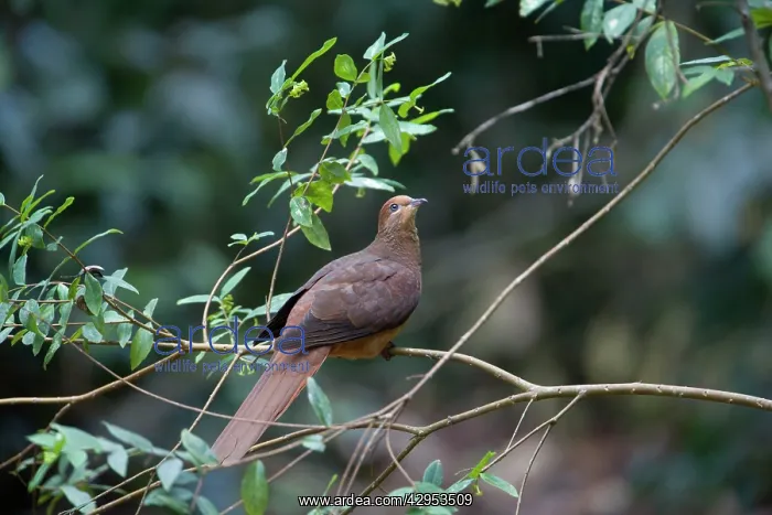 : Brown Cuckoo-Dove / Brown Pigeon / Pheasant Pigeon : Brown Cuckoo-Dove / Brown Pigeon / Pheasant Pigeon