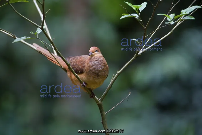 : Brown Cuckoo-Dove / Brown Pigeon / Pheasant Pigeon : Brown Cuckoo-Dove / Brown Pigeon / Pheasant Pigeon
