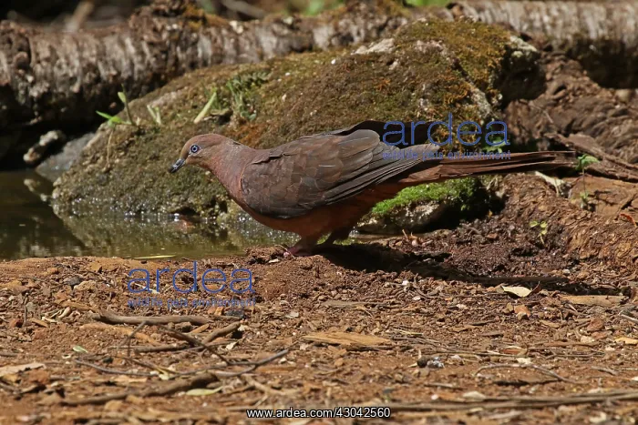 : Brown Cuckoo Dove in Queensland, Australia : Brown Cuckoo Dove in Queensland, Australia