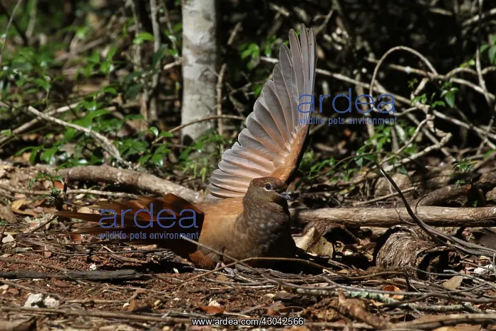 : Brown Cuckoo Dove in Queensland, Australia : Brown Cuckoo Dove in Queensland, Australia