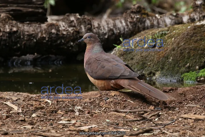 : Brown Cuckoo Dove in Queensland, Australia : Brown Cuckoo Dove in Queensland, Australia