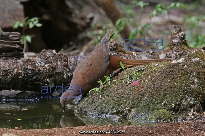  : Brown Cuckoo Dove in Queensland, Australia