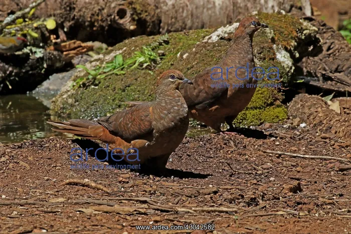 : Brown Cuckoo Dove in Queensland, Australia : Brown Cuckoo Dove in Queensland, Australia