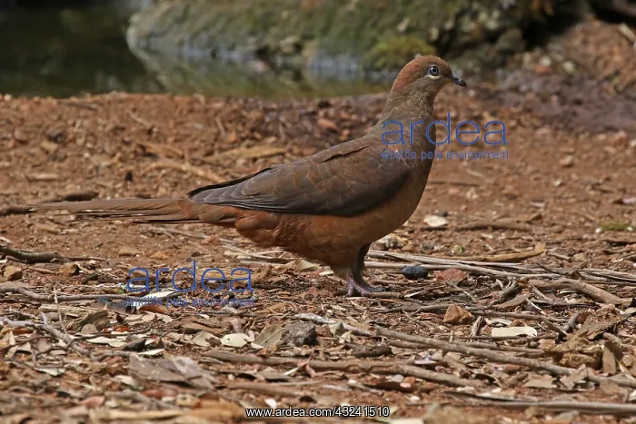 : Brown Cuckoo Dove in Queensland, Australia : Brown Cuckoo Dove in Queensland, Australia