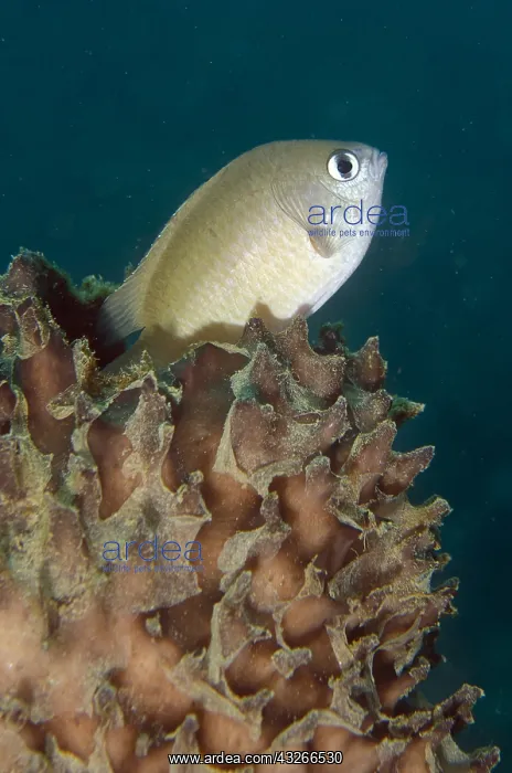 : Brown Demoiselle - on sponge - Dili Rock East dive : Brown Demoiselle - on sponge - Dili Rock East dive