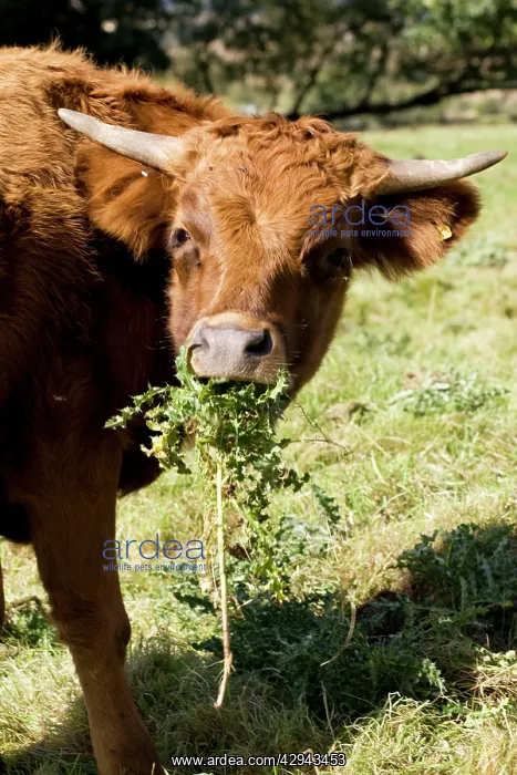 : Brown Dexter Cow eating thistles in field : Brown Dexter Cow eating thistles in field