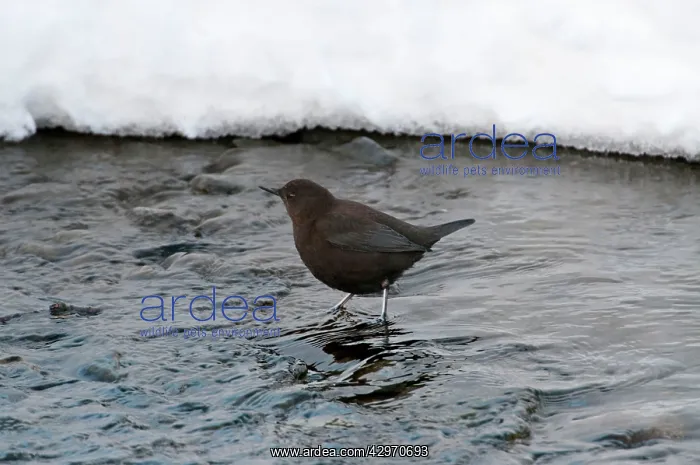  : Brown Dipper - standing in water - snow in background