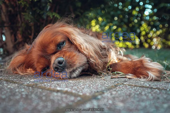 : A brown dog (Cavalier King Charles Spaniel) lies : A brown dog (Cavalier King Charles Spaniel) lies
