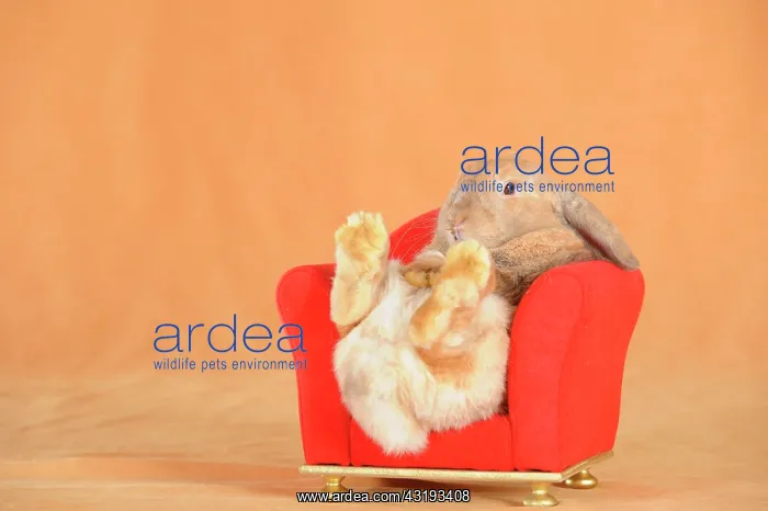 : Brown dwarf English Lop rabbit leaning back on a : Brown dwarf English Lop rabbit leaning back on a