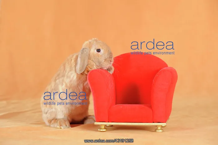 : Brown dwarf English Lop rabbit standing beside a : Brown dwarf English Lop rabbit standing beside a