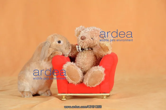 : Brown dwarf English Lop rabbit standing beside a : Brown dwarf English Lop rabbit standing beside a