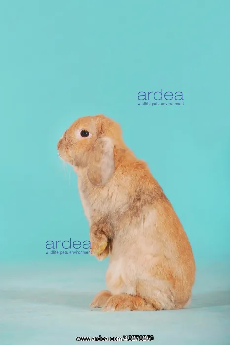 : Brown dwarf English Lop rabbit standing on its hind : Brown dwarf English Lop rabbit standing on its hind